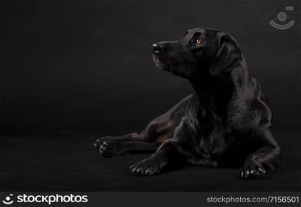 black labrador dog sitting on the floor and looking to the side on a black background