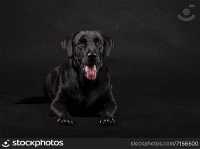 black labrador dog with orange eyes and tongue out lying on a black background
