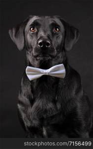 black labrador dog with orange eyes with bow tie on black background
