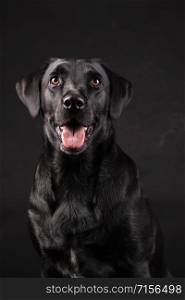 black labrador dog with orange eyes with tongue sticking out, on black background