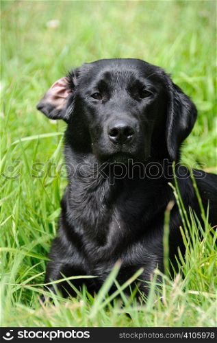 Black labrador laying down in some grass