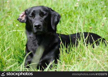Black labrador laying down in some grass