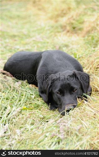 Black labrador laying in a field of hay