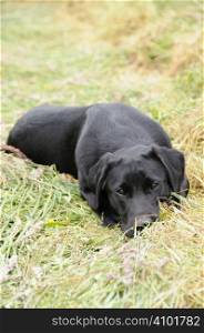 Black labrador laying in a field of hay