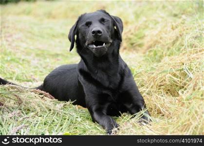 Black labrador laying in a field of hay- sneezing