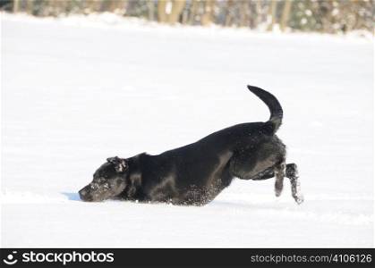 black labrador playing in the snow