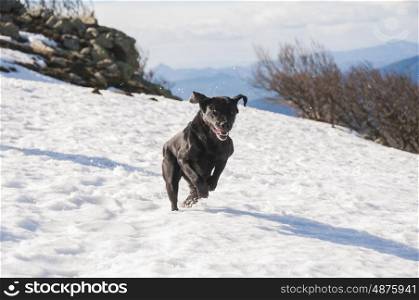 Black Labrador Playing In The Snow