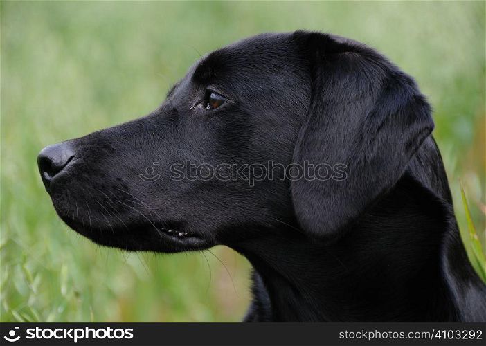 Black labrador portrait