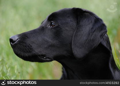 Black labrador portrait