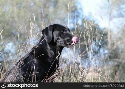 Black Labrador portrait