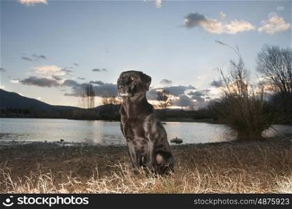 Black Labrador Portrait In The Evening Taken By The Setting Sun