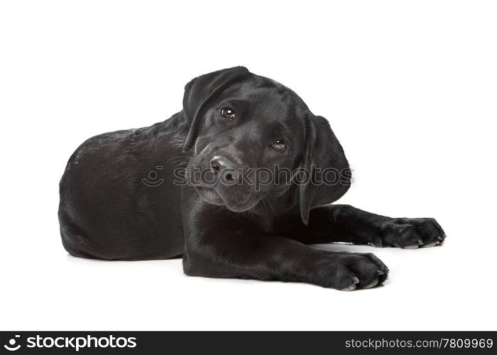 Black Labrador puppy. Black Labrador puppy,14 weeks old, in front of a white background