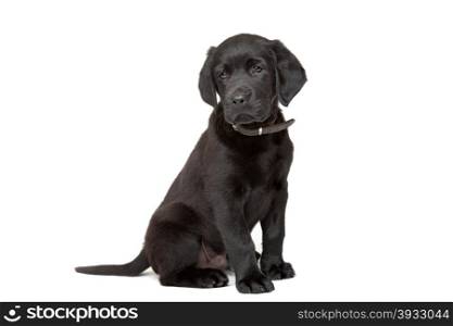 black Labrador puppy. black Labrador puppy sitting in front of a white background