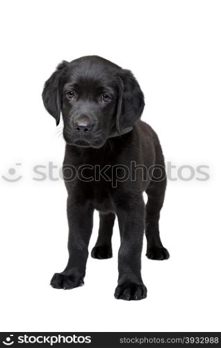 black Labrador puppy. black Labrador puppy standing in front of a white background