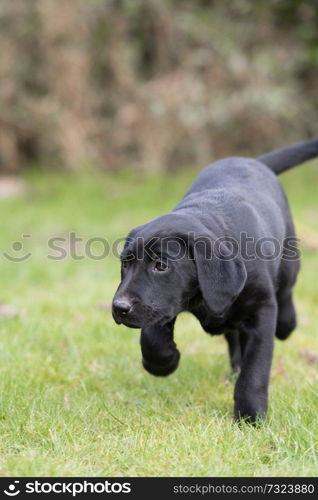 Black Labrador puppy in the garden