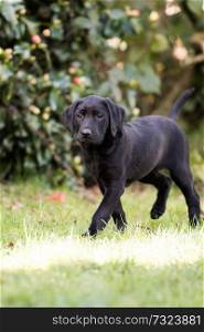 Black Labrador puppy in the garden