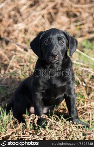 Black Labrador puppy portrait