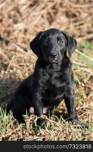 Black Labrador puppy portrait