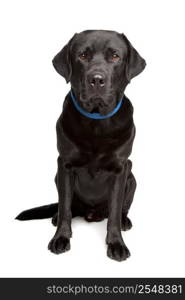 black labrador retriever. black labrador retriever in front of a white background