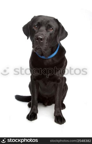 black labrador retriever. black labrador retriever in front of a white background