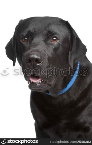 black labrador retriever. black labrador retriever in front of a white background