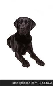 black Labrador retriever. black Labrador retriever in front of a white background