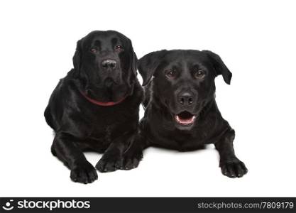 black labrador retriever. black labrador retriever in front of a white background