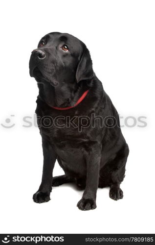 black labrador retriever. black labrador retriever in front of a white background