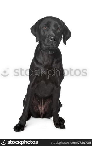 Black Labrador Retriever. Black Labrador Retriever in front of a white background
