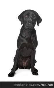 Black Labrador Retriever. Black Labrador Retriever in front of a white background
