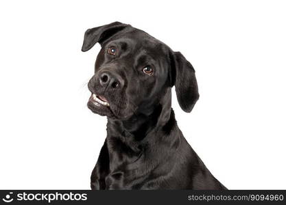 Black labrador retriever looking straight into camera - isolated on white background