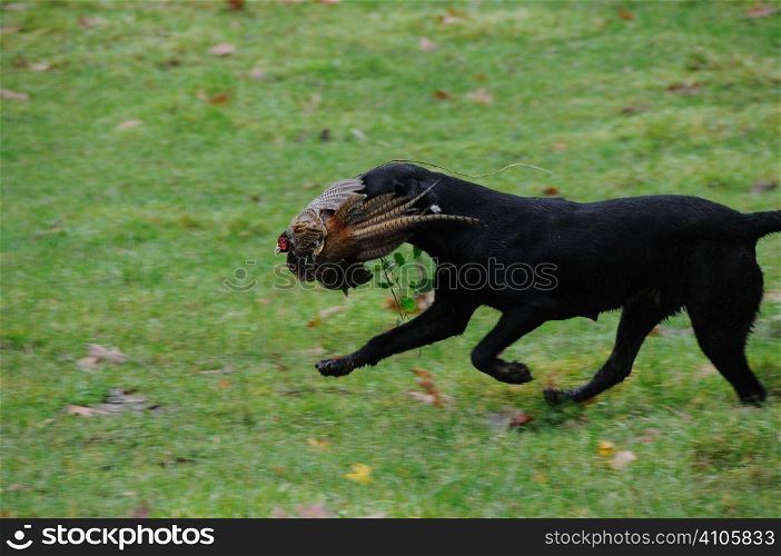 Black labrador retrieving a pheasant