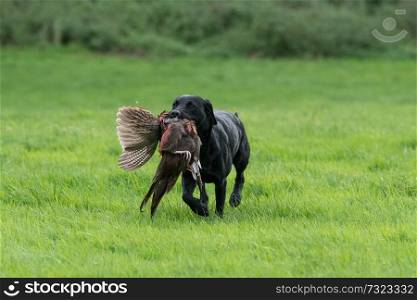 Black labrador retrieving a pheasant across a grass field