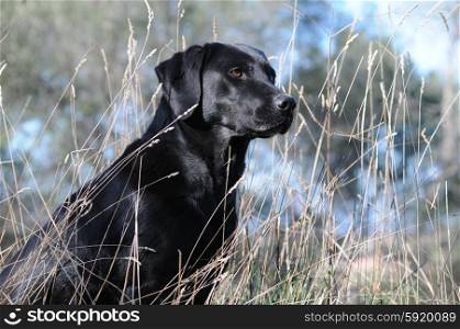 Black Labrador sitting