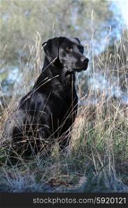 Black Labrador sitting