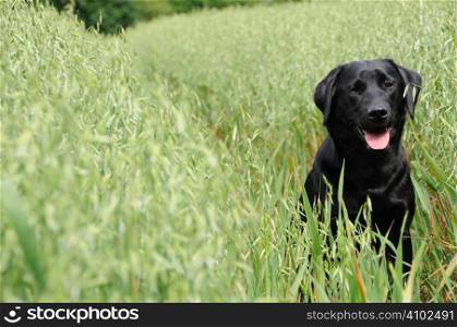 Black labrador sitting in a field of oats