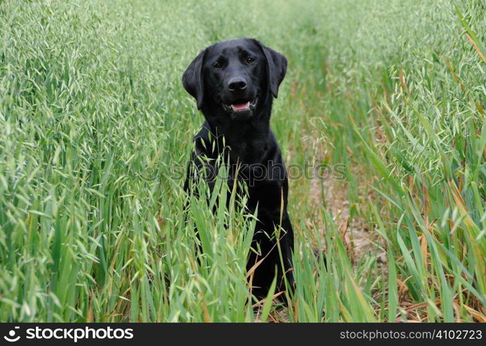 Black labrador sitting in a field of oats