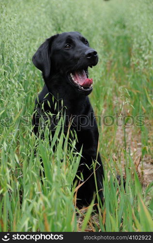 Black labrador sitting in a field of oats - yawning