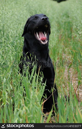 Black labrador sitting in a field of oats - yawning