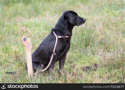Black Labrador sitting on the peg 