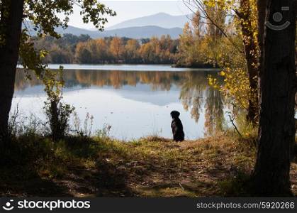 Black Labrador waiting by a lake filled with beautiful reflected autumnal colour