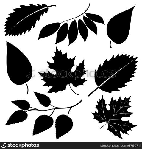 Black leaves silhouettes isolated on white. Black leaves silhouettes isolated on white. Vector illustration
