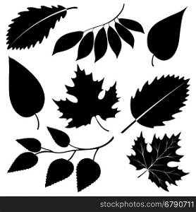Black leaves silhouettes isolated on white. Black leaves silhouettes isolated on white. Vector illustration