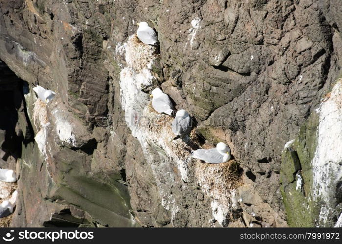 Black-legged kittiwake, Rissa tridactyla on its nest on the Faroe Islands