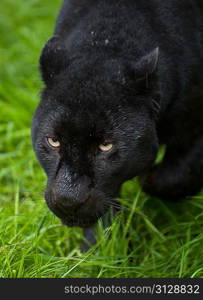 Black leopard Panthera Pardus prowling through lnog grass in captivity