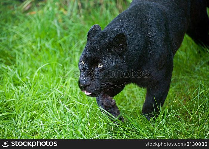 Black leopard Panthera Pardus prowling through lnog grass in captivity
