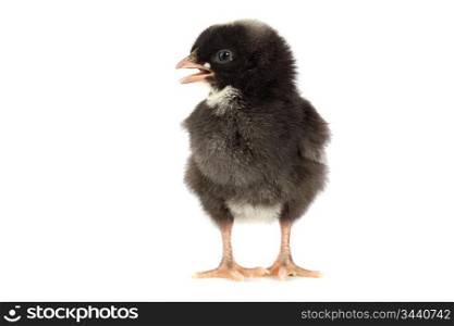 Black little chicken a over white background