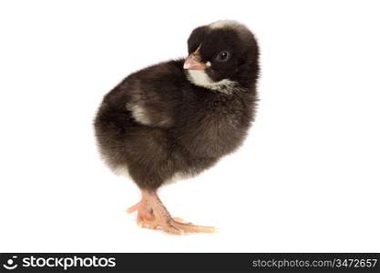 Black little chicken a over white background