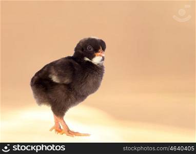 Black little chicken isolated on a over orange background