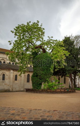 Black locust or false Acacia (Robinia pseudoacacia) - the oldest tree in Paris, Square Rene Viviani.